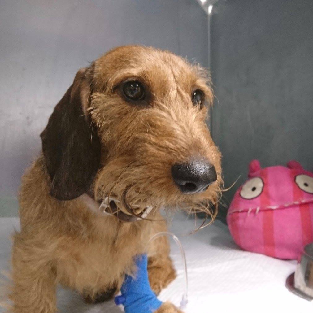 Seriál – Opýtajte sa svojho veterinárneho lekára: Sterilizácia sučky