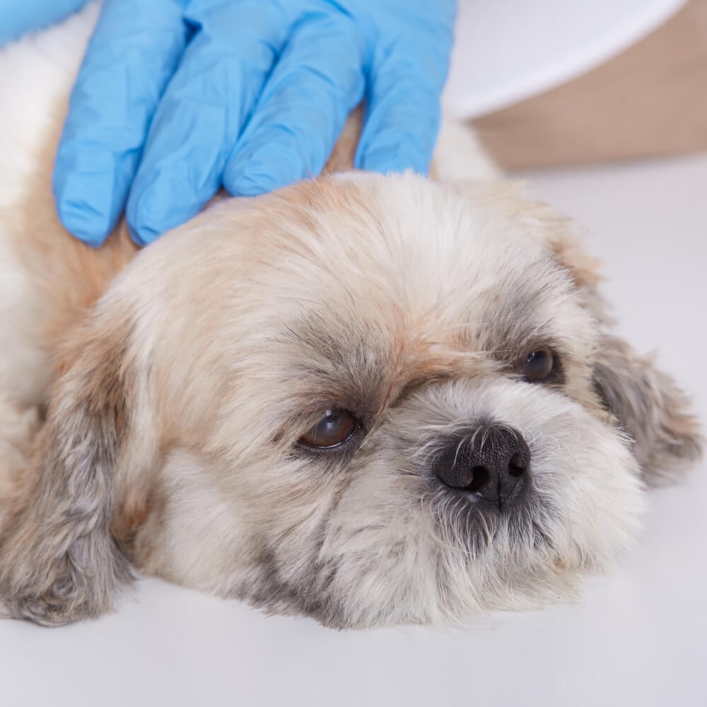 Seriál – Opýtajte sa svojho veterinárneho lekára: Môj psík/mačička vracia. Mal by veterinárny lekár urobiť RTG brucha?