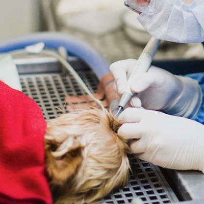 Seriál – Opýtajte sa svojho veterinárneho lekára: Stomatologické ošetrenie