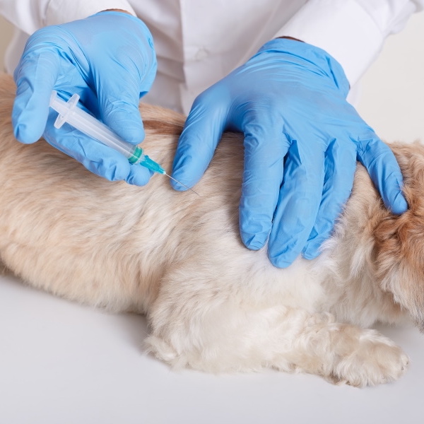 Seriál – Opýtajte sa svojho veterinárneho lekára: Ako by mala prebiehať návšteva pri každoročnej vakcinácii?