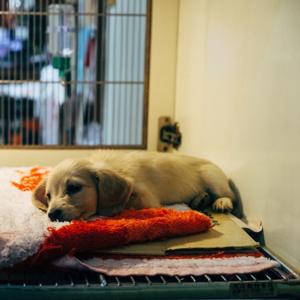 Seriál – Opýtajte sa svojho veterinárneho lekára: Čím sa zaoberá onkologická chirurgia zvierat?