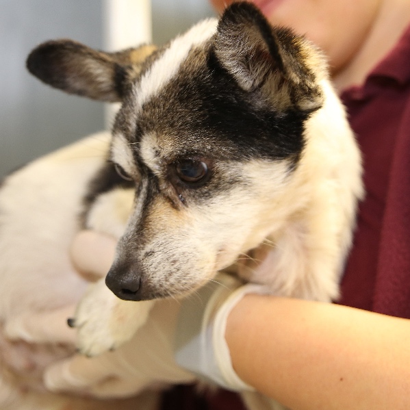 Seriál – Opýtajte sa svojho veterinárneho lekára: Primárny nádor pľúc