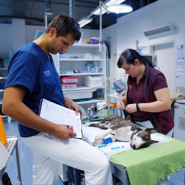 Seriál – Opýtajte sa svojho veterinárneho lekára: Ak musí moje zvieratko podstúpiť celkovú anestéziu, ako ho budú uspávať?