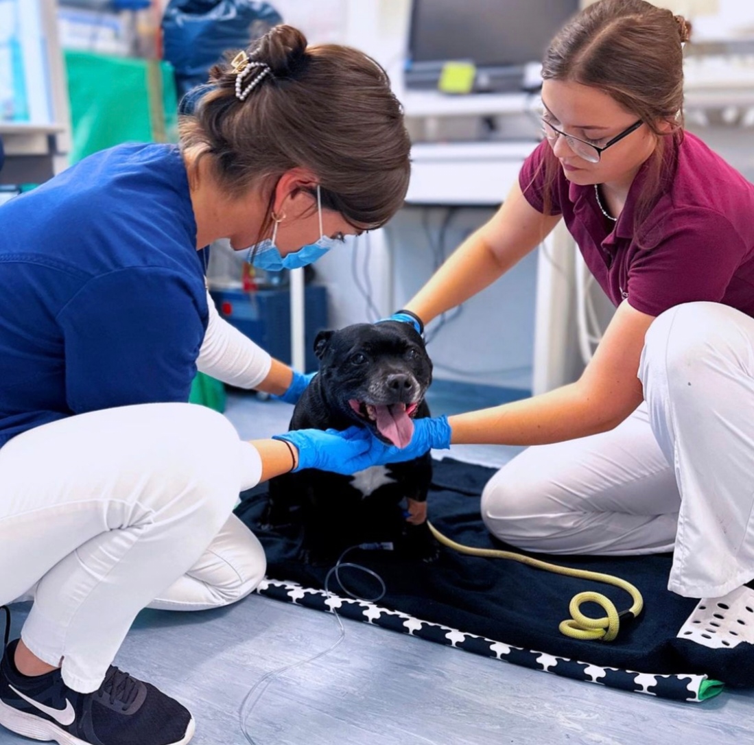 Chemoterapia u zvierat – Skutočne sa jej musíme báť?