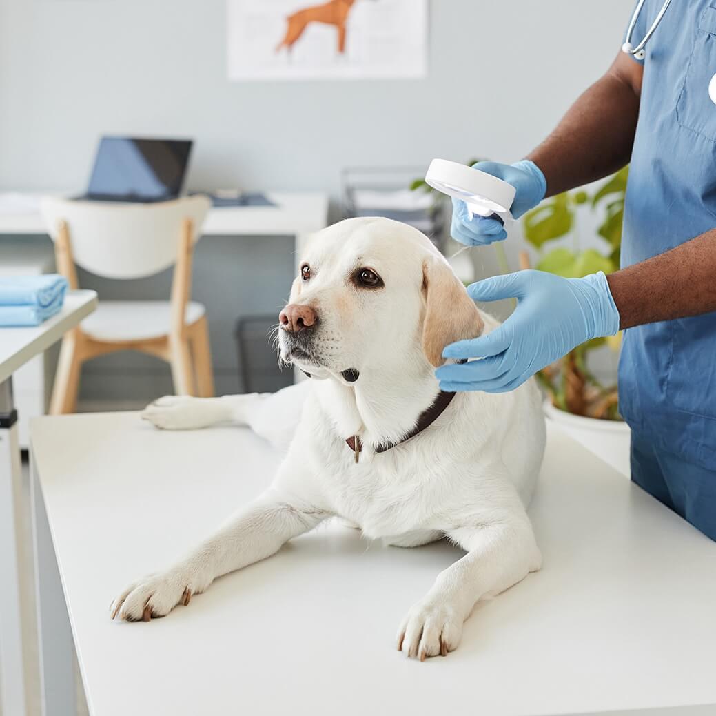 Etika vo veterinárnej onkológii